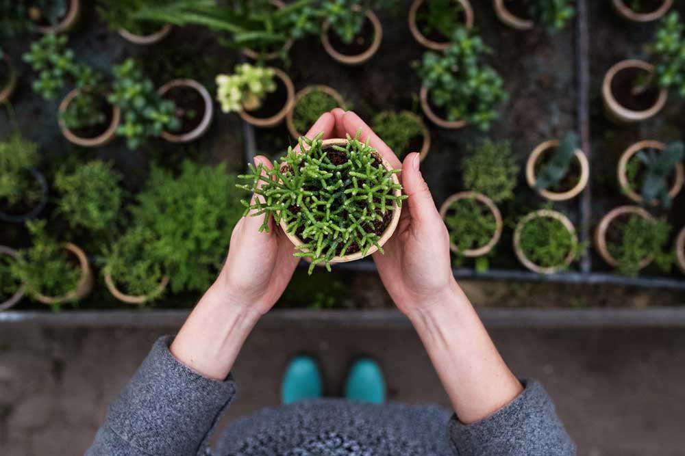 hands hold a growing plant