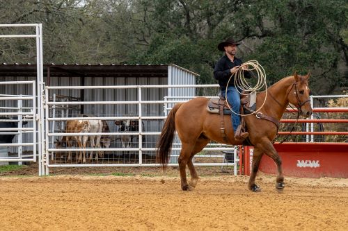A cowboy on horseback practicing lassoing in a ranch setting, with cattle visible in the background.